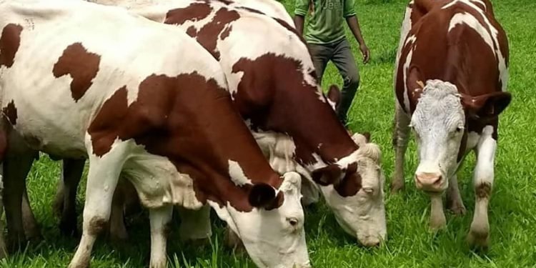 UK disburses FCFA 47.5 billion to improve agriculture in Cameroon