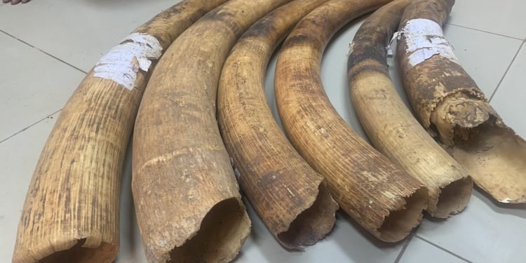 Pastor, two others risk 20-year jail terms for wildlife trafficking in Yaounde