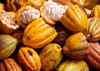 Ivory Coast cocoa farmers chafe at US’ announced tariffs on product