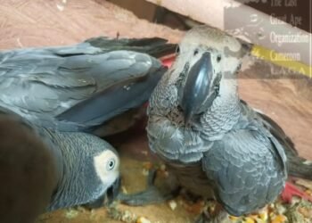 Three arrested and 60 African grey parrots seized in Bertoua