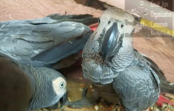 Three arrested and 60 African grey parrots seized in Bertoua