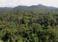 African governments urged to invest in sustainable forests to boost resilient economies