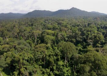 African governments urged to invest in sustainable forests to boost resilient economies