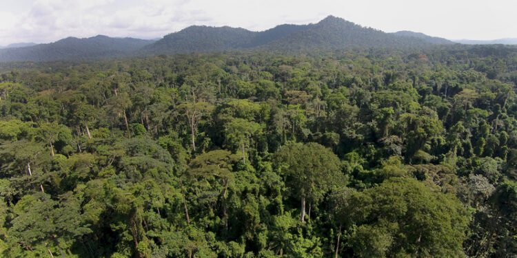 African governments urged to invest in sustainable forests to boost resilient economies