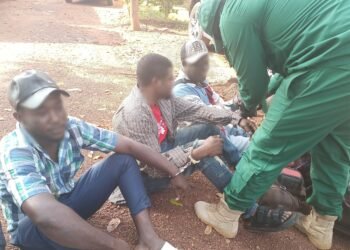 Eight wildlife traffickers sentenced as Cameroon steps up anti-poaching fight