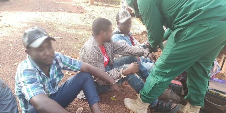 Eight wildlife traffickers sentenced as Cameroon steps up anti-poaching fight