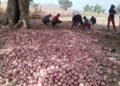 Market gardening strengthens food security around Faro National Park in Cameroon