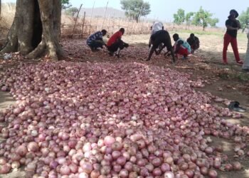 Market gardening strengthens food security around Faro National Park in Cameroon