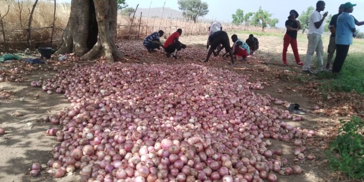 Market gardening strengthens food security around Faro National Park in Cameroon