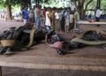 Cameroon battles illicit arms as illegal weapons in circulation near 185,000