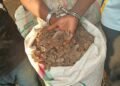 Three suspected pangolin traffickers face trial over 700kg haul in Cameroon