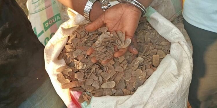 Three suspected pangolin traffickers face trial over 700kg haul in Cameroon